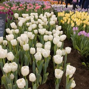 Meet your Posher, Cheryl